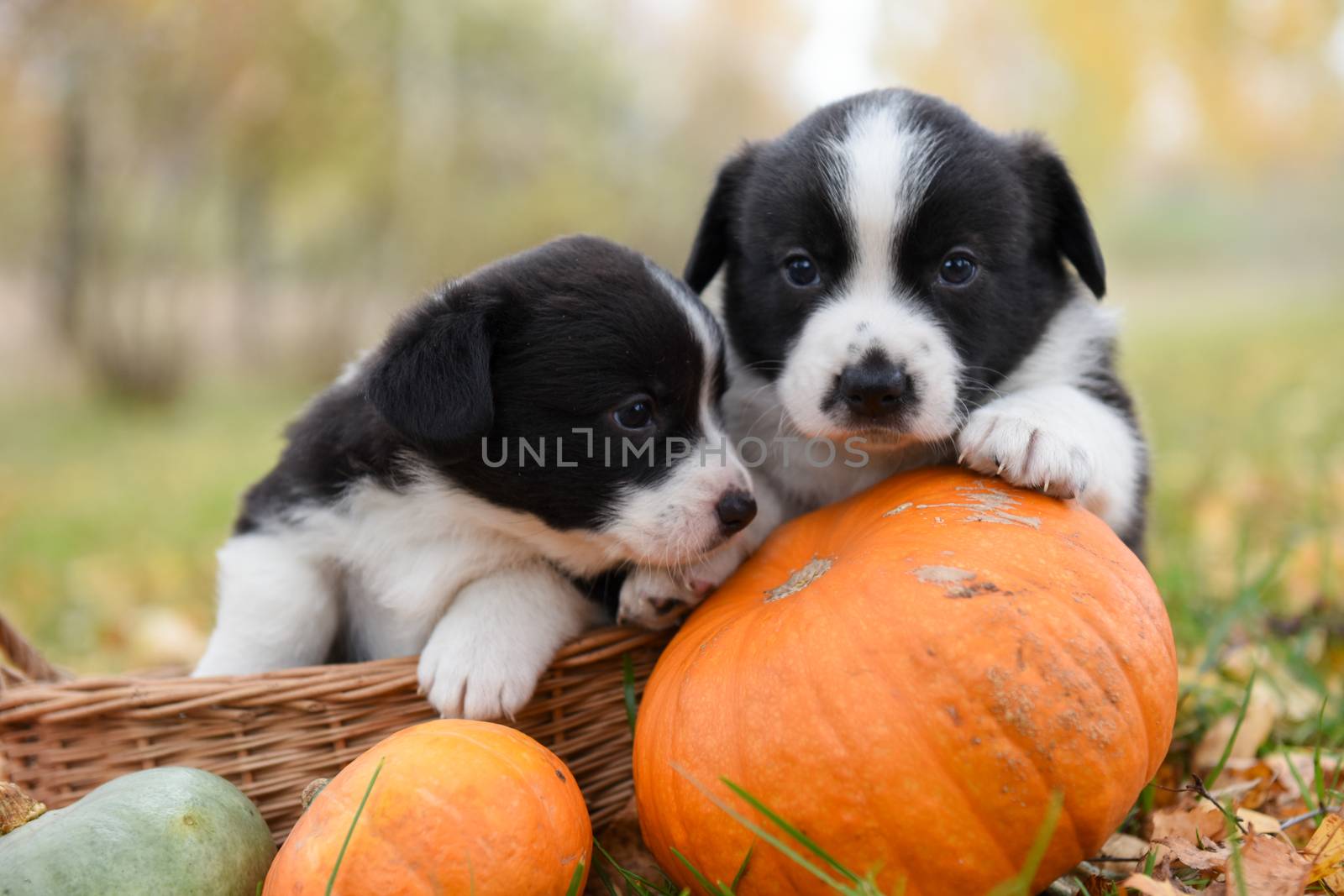 funny welsh corgi pembroke puppies dogs posing in the basket with pumpkins on an autumn background