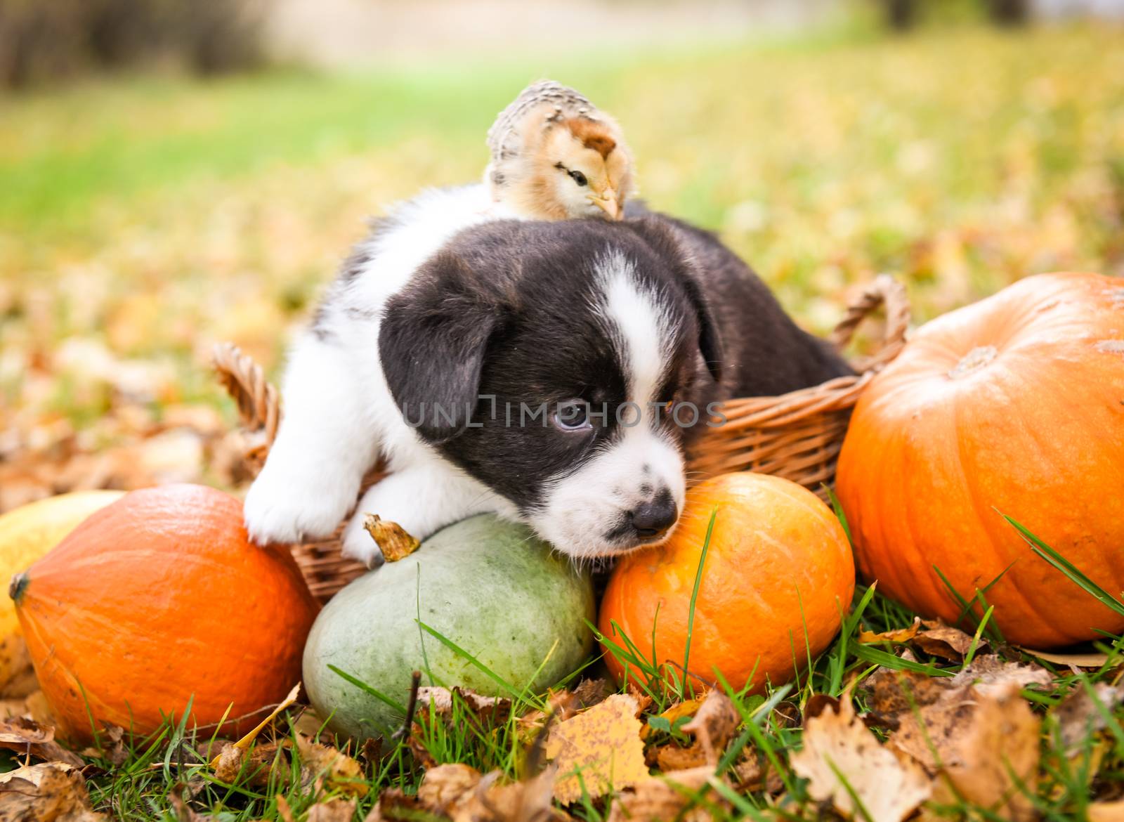 Corgi puppy dog with chicken and pumpkin in basket by infinityyy