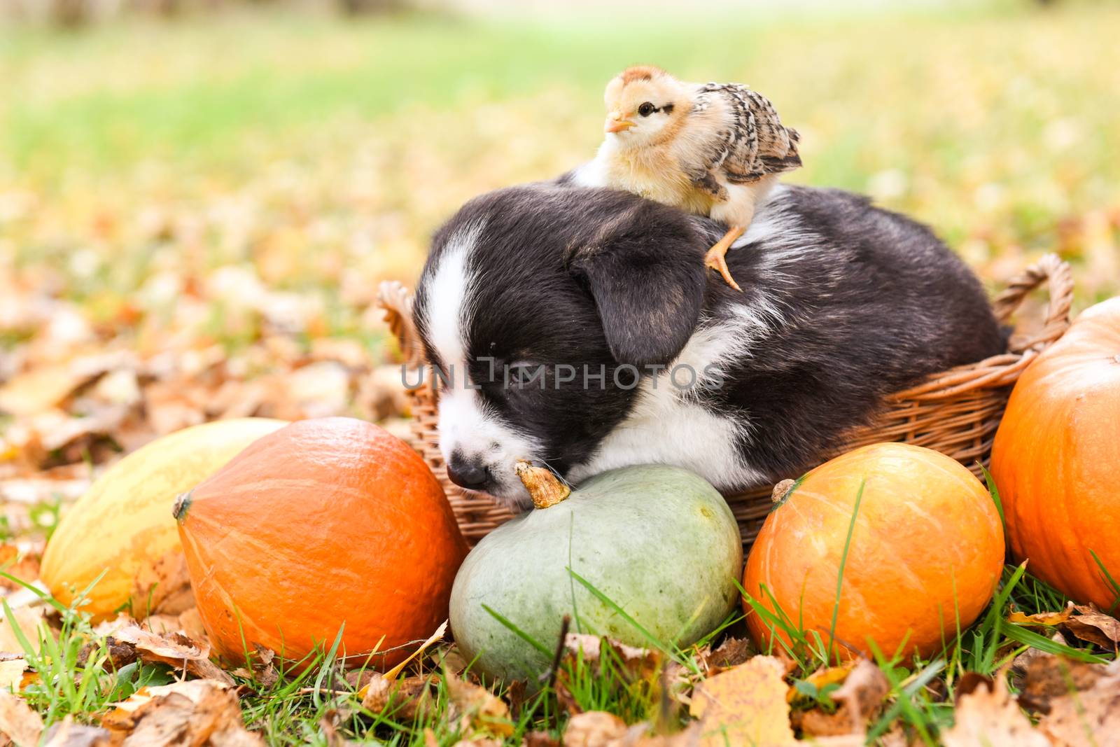 One corgi puppy dog with chicken and pumpkin in the basket on an autumn background