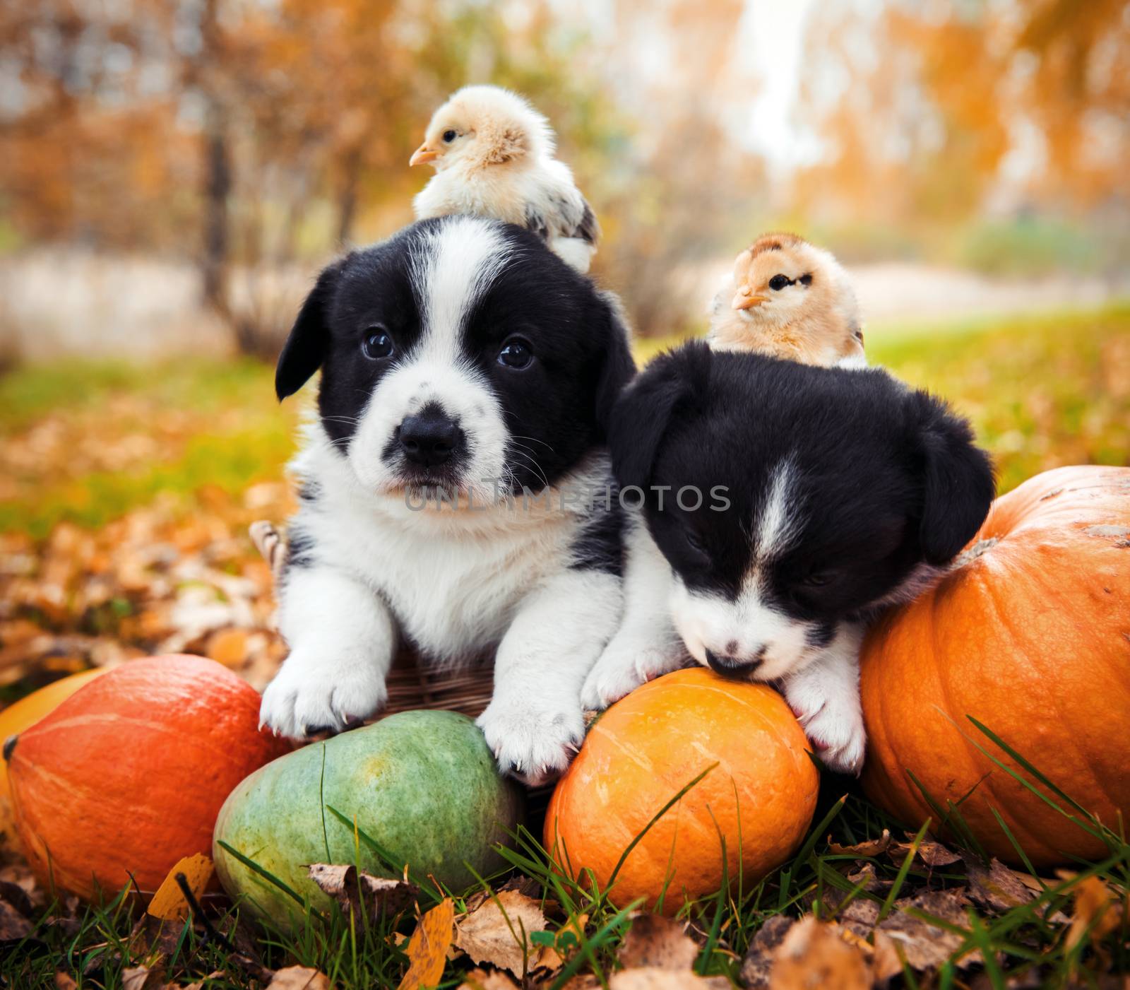 corgi puppies dogs with a pumpkin on an autumn background by infinityyy