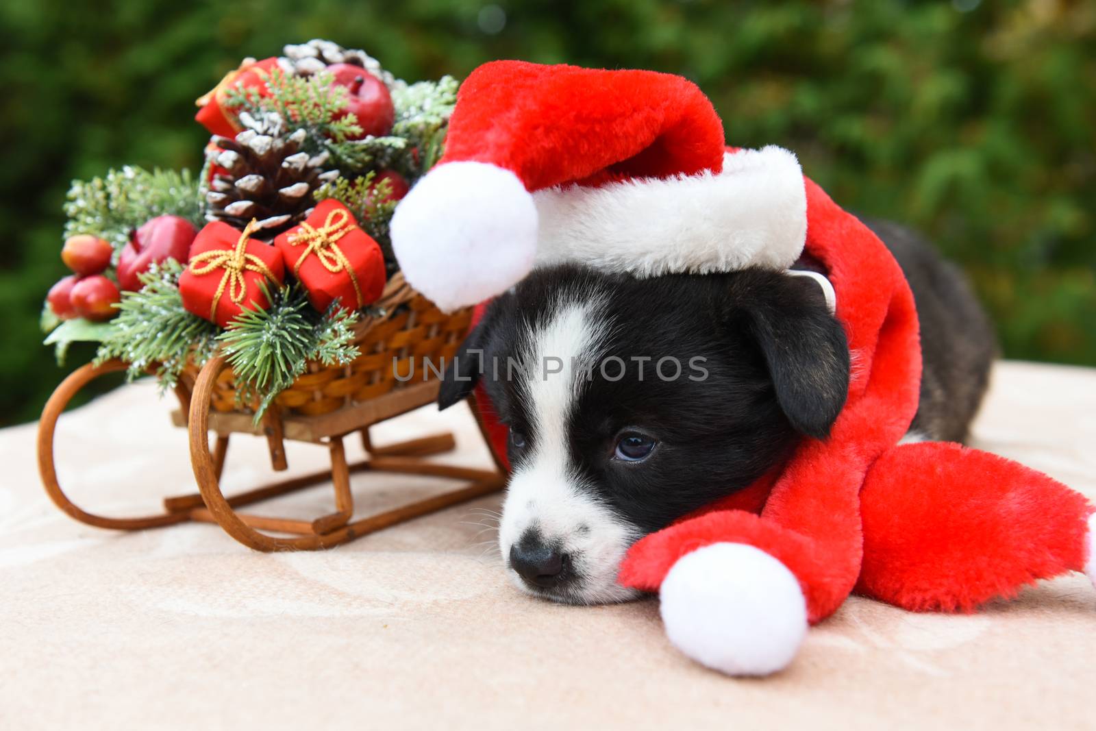 funny welsh corgi pembroke puppy in santa hat and New Year sled with gifts