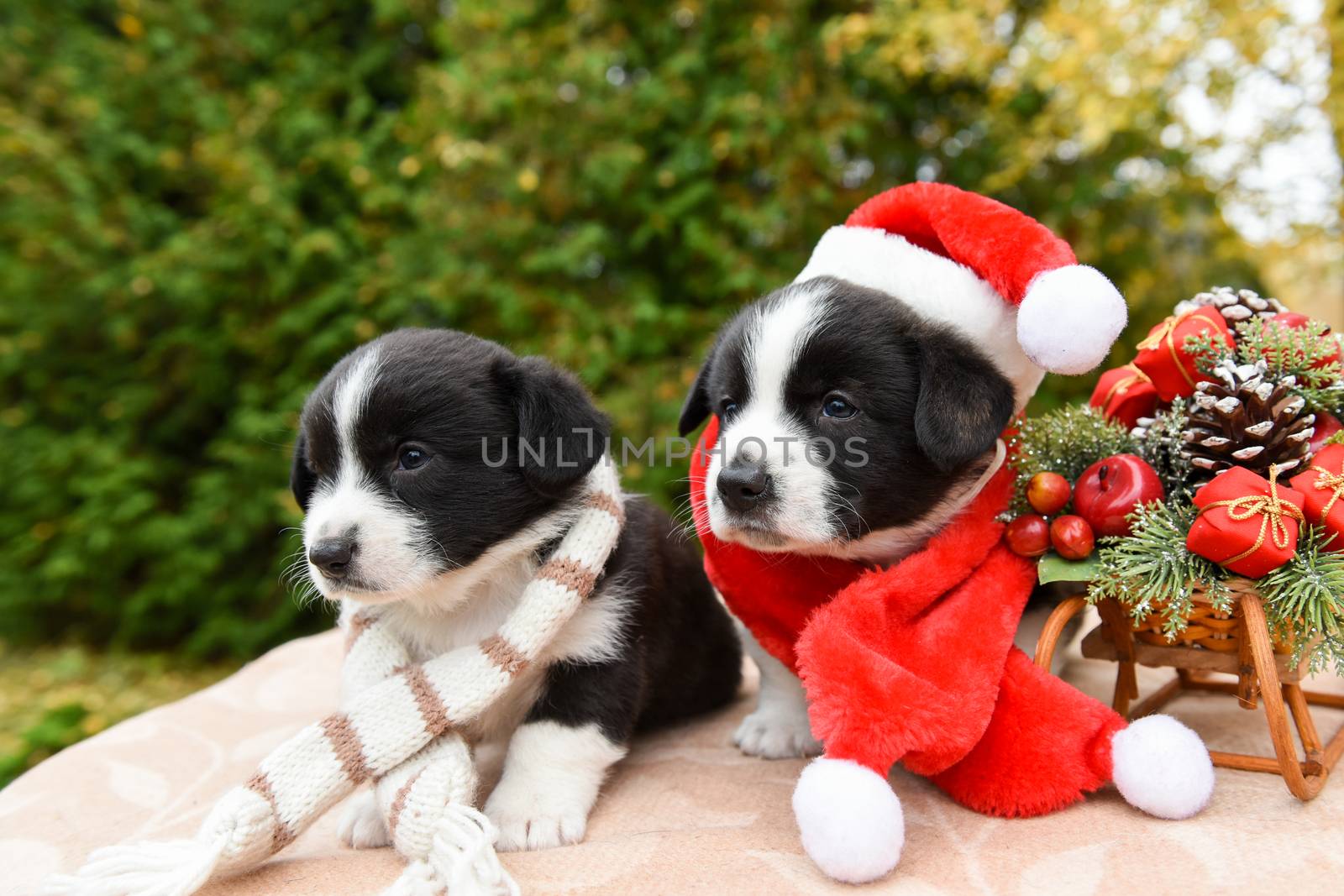 corgi puppy in santa hat by infinityyy