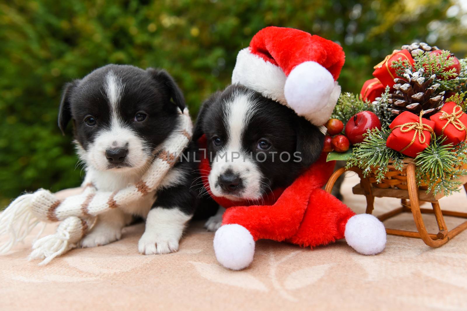Funny welsh corgi pembroke puppies dogs in santa hat and New Year sled with gifts