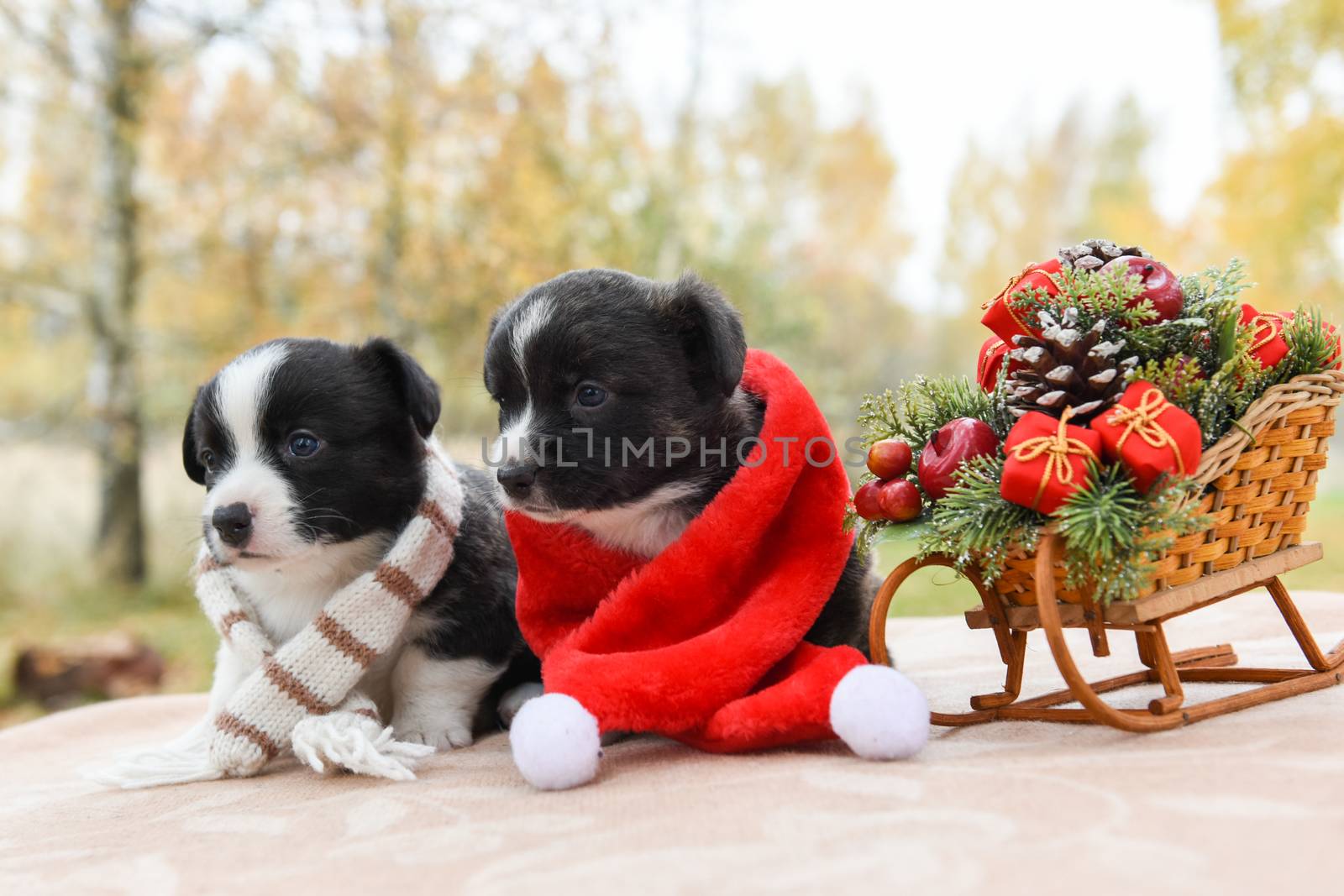 Welsh corgi pembroke puppies dogs in santa scarf by infinityyy