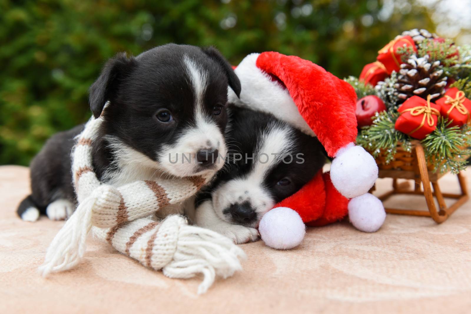 Welsh corgi pembroke puppies dogs in santa hat by infinityyy