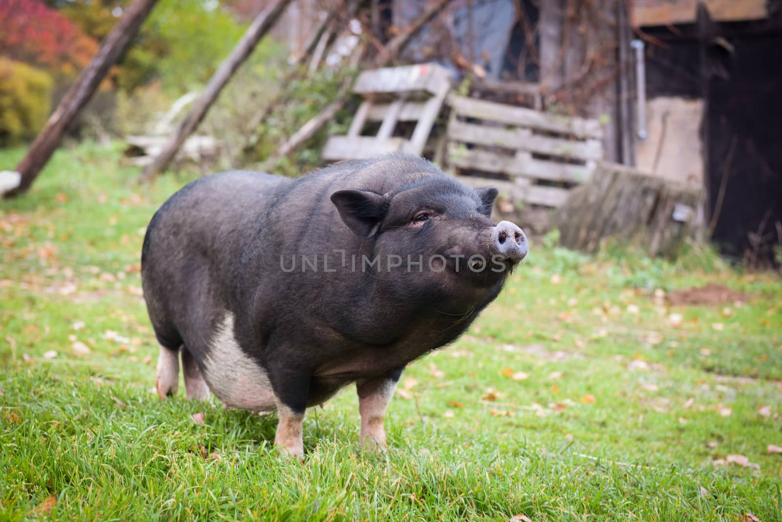 Funny black Vietnamese pig in the yard in the village.