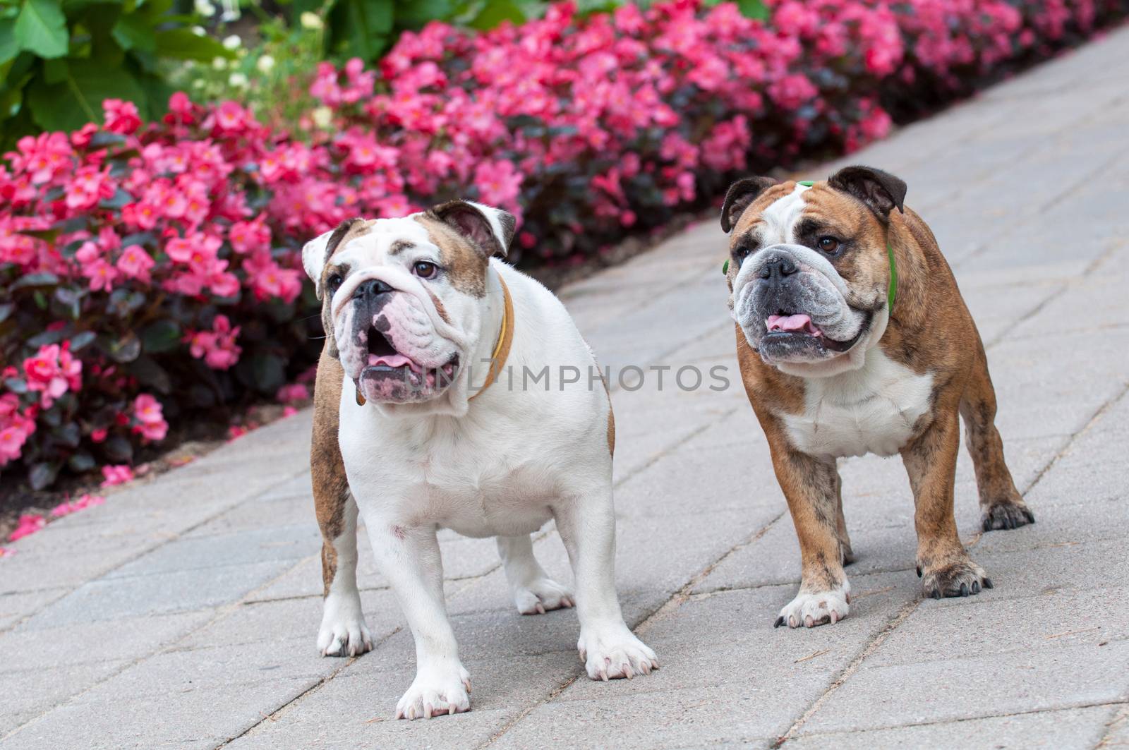 two funny English Bulldogs or British Bulldogs in the park near the flowers