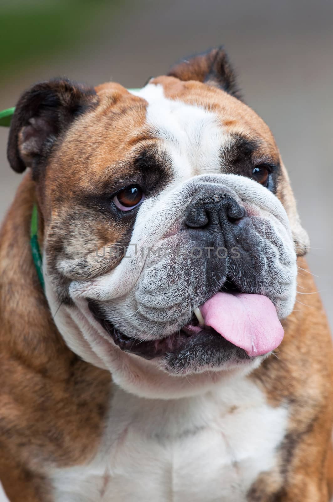 English Bulldog or British Bulldog dog close up.