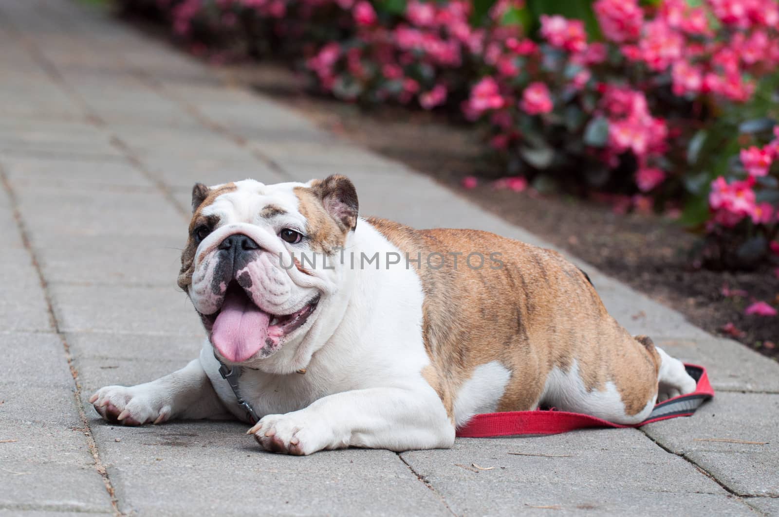 English Bulldog or British Bulldog dog in the park.