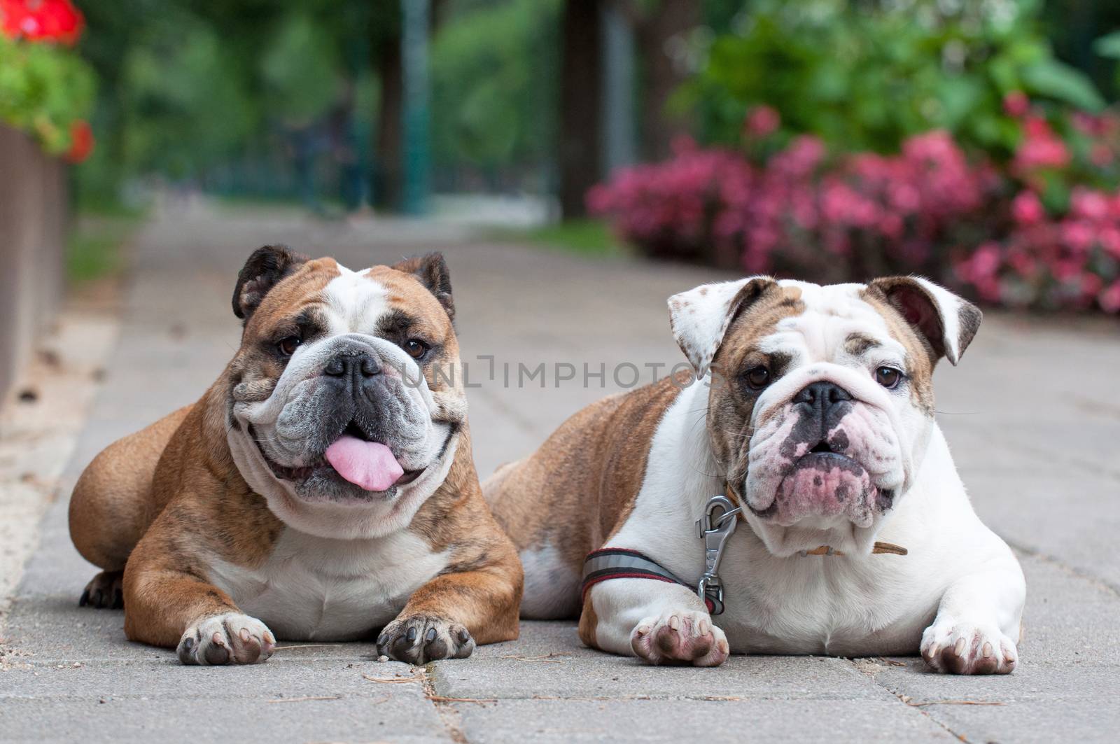 Two funny English Bulldogs or British Bulldogs dogs in the park near the flowers