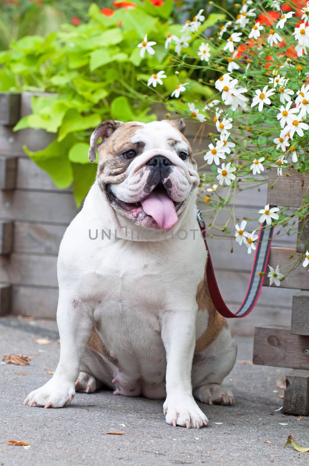 English Bulldog or British Bulldog dog in the park.