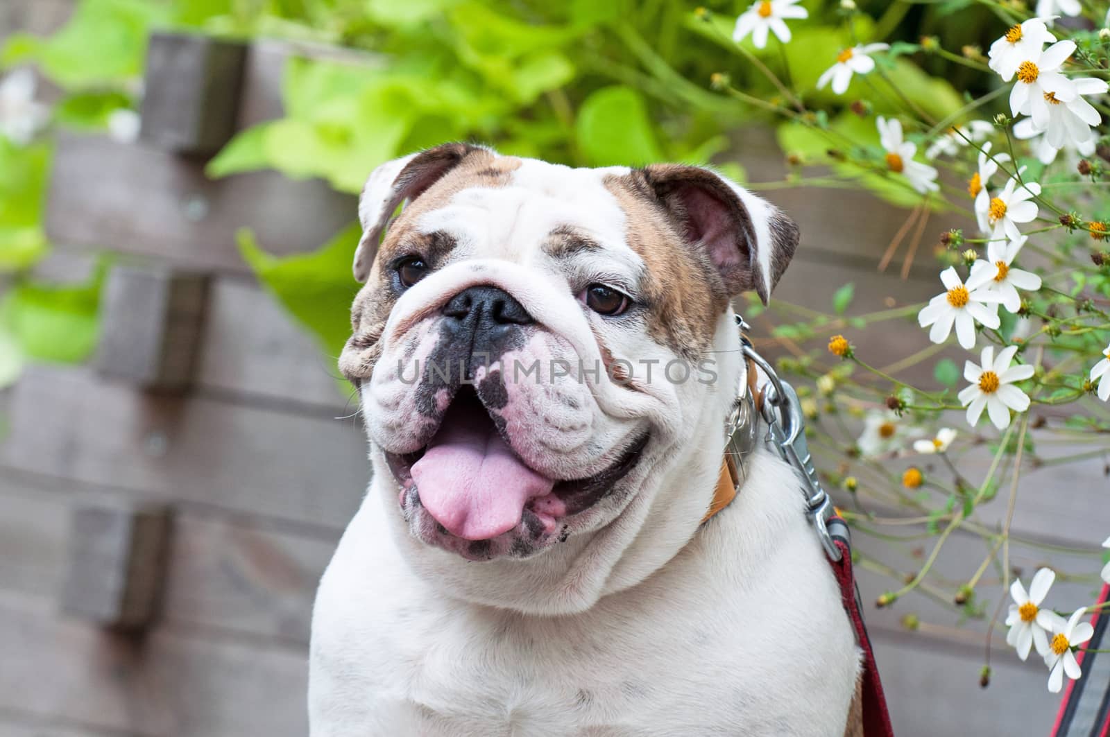 English Bulldog or British Bulldog dog close up.