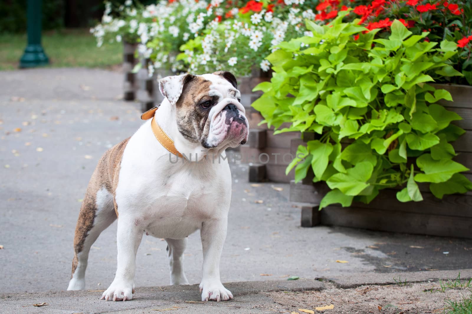 English Bulldog or British Bulldog dog in the park.