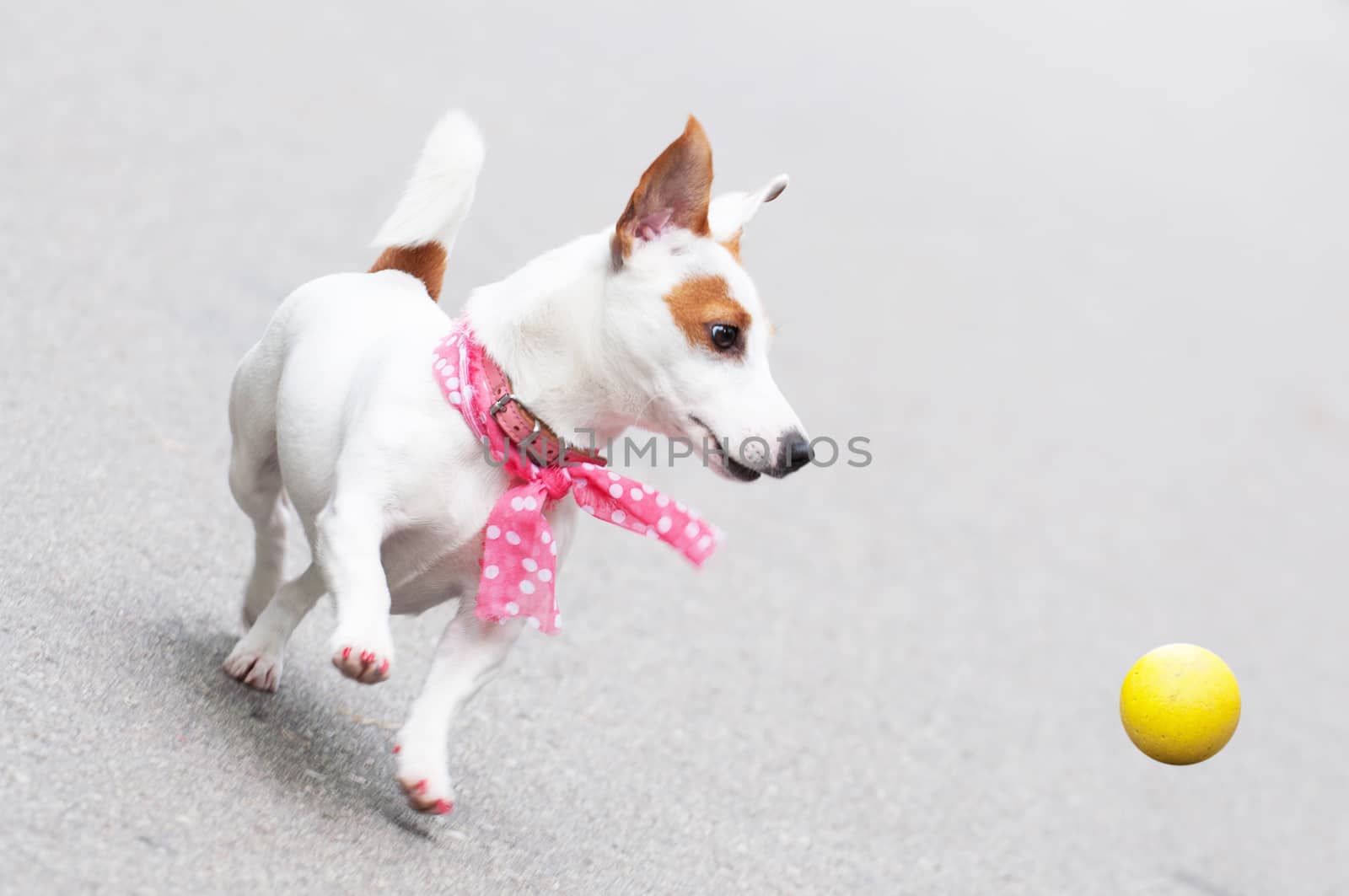 funny Jack Russell Terrier dog playing with a ball.