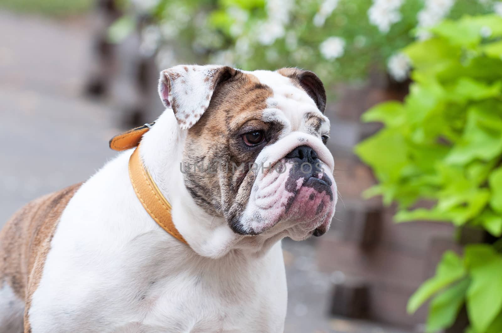 English Bulldog or British Bulldog dog close up.