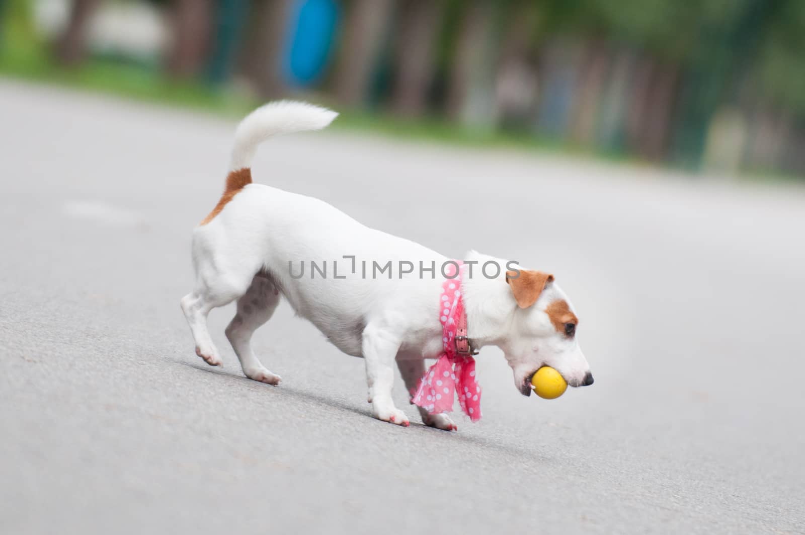 funny Jack Russell Terrier dog playing with a ball.
