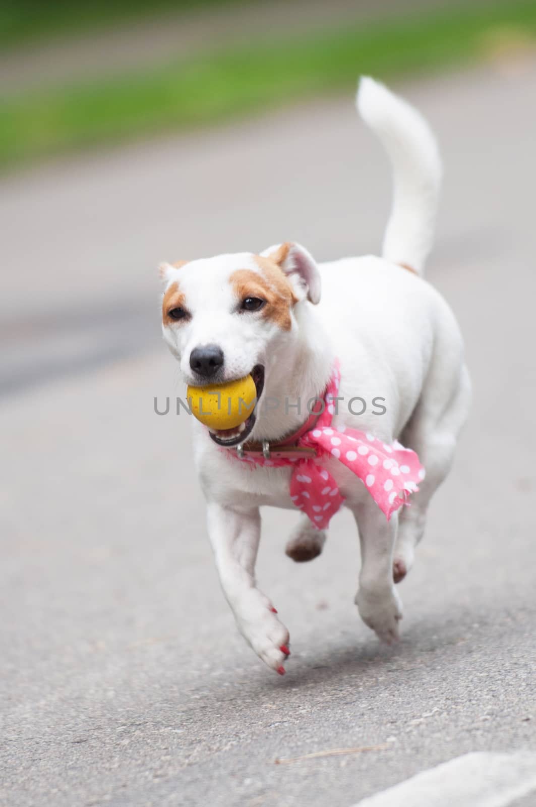 funny Jack Russell Terrier dog playing with a ball.