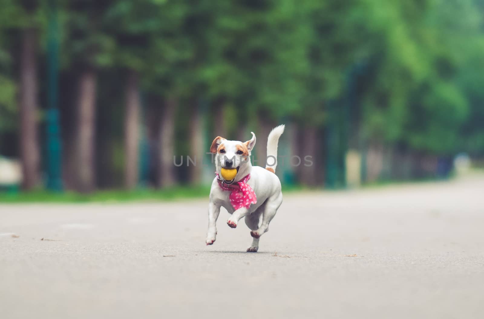 funny Jack Russell Terrier dog playing with a ball.