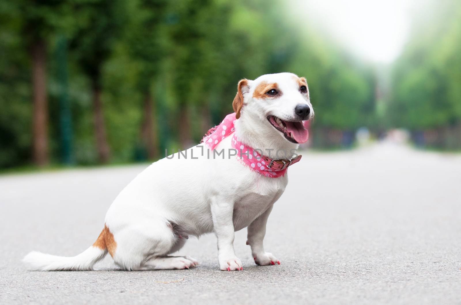 funny Jack Russell Terrier dog is walking in the park