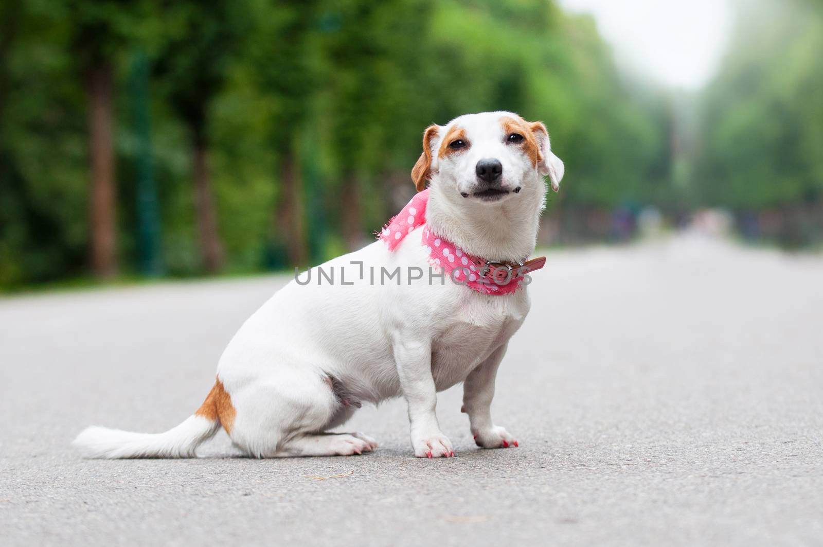 funny Jack Russell Terrier dog is walking in the park