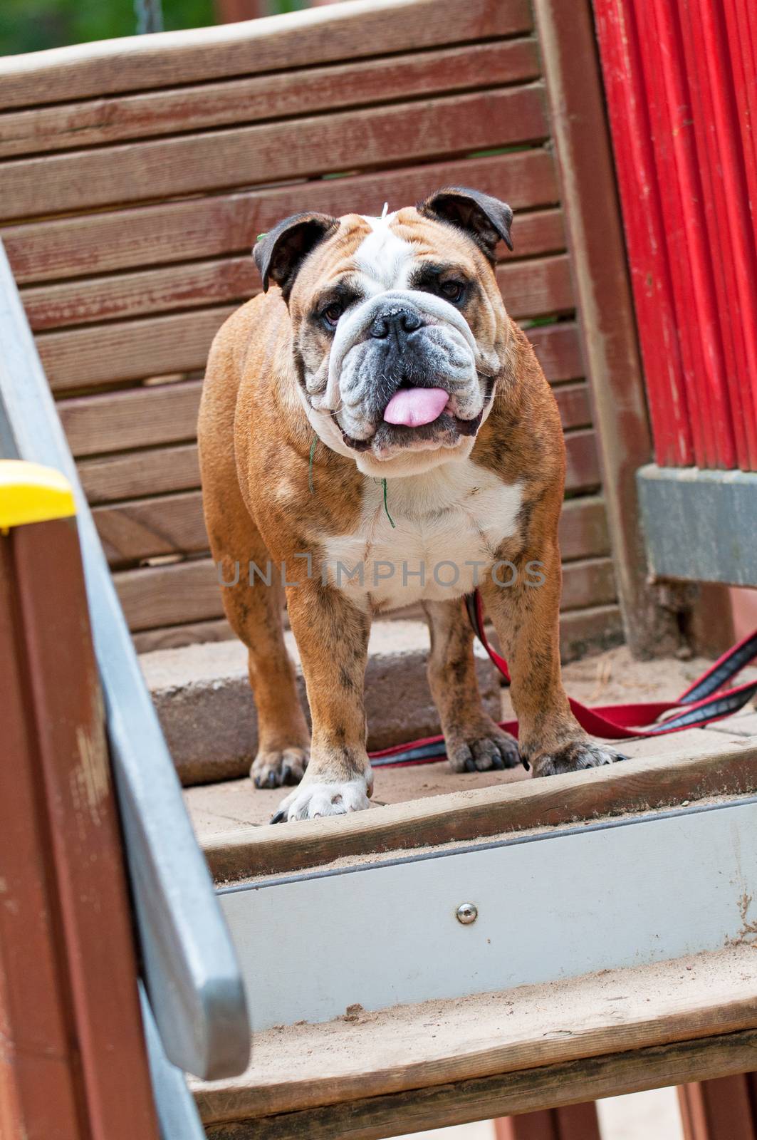 English Bulldog or British Bulldog dog with tiger coat close up on the background of a wooden wall