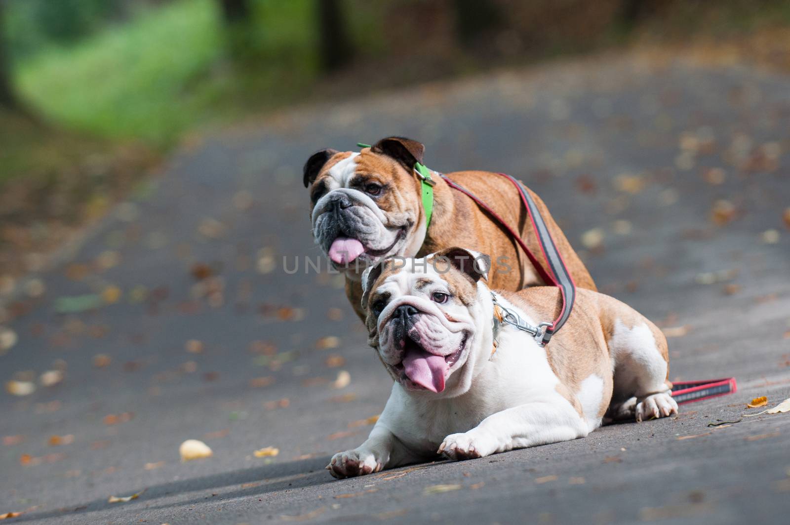 two funny English Bulldogs or British Bulldogs in the autumn park