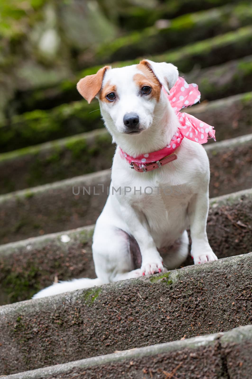 Lovely funny stylish Jack Russell Terrier dog with a pink scarf is sitting on the stairs for a walk