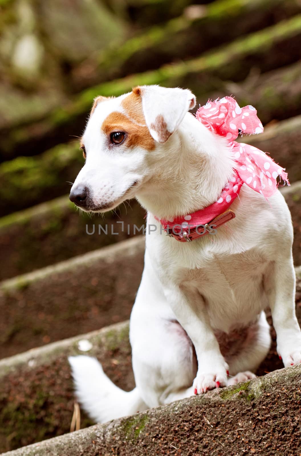 Lovely funny stylish Jack Russell Terrier dog with a pink scarf is sitting on the stairs for a walk