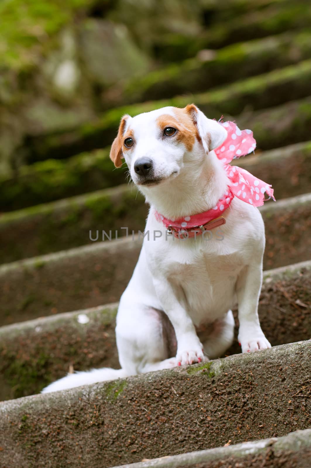 Lovely funny stylish Jack Russell Terrier dog with a pink scarf is sitting on the stairs for a walk