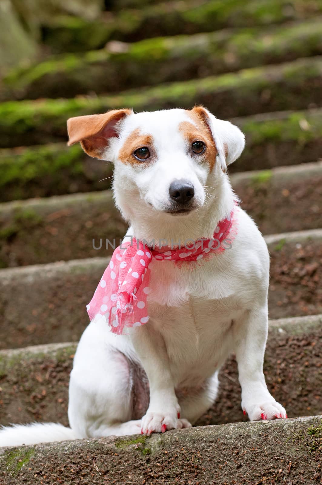 Lovely funny stylish Jack Russell Terrier dog with a pink scarf is sitting on the stairs for a walk