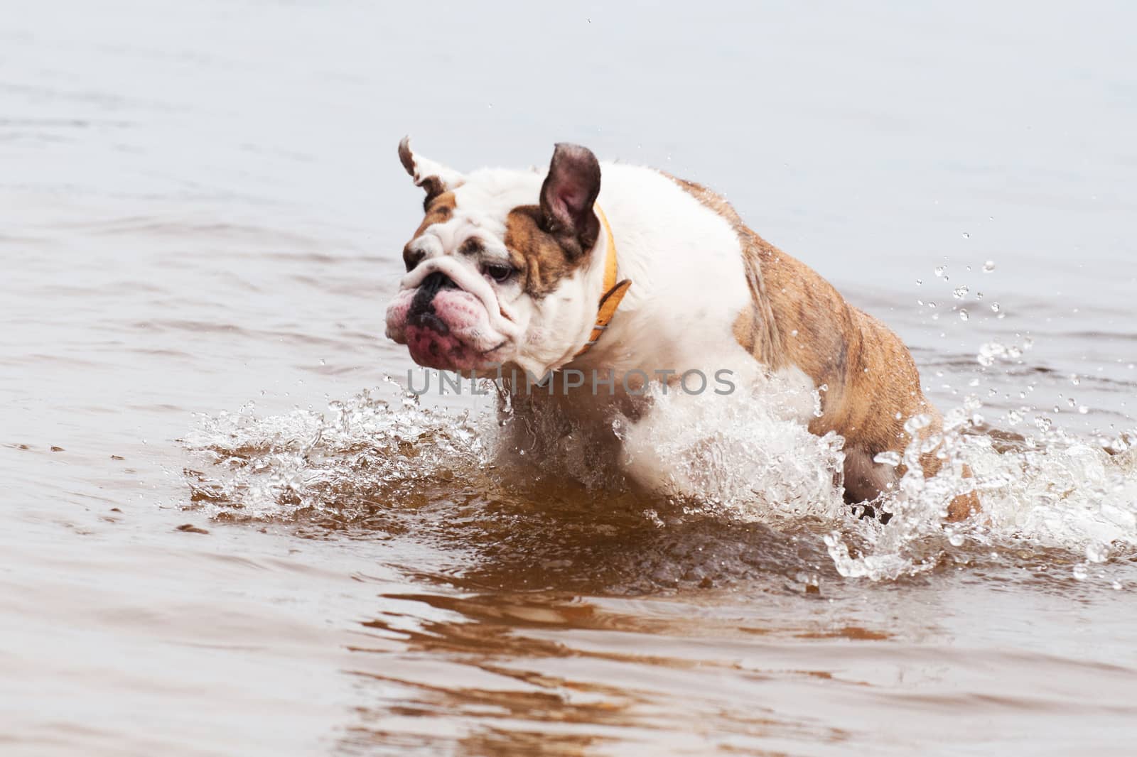 English Bulldog or British Bulldog is swimming on the lake in the water