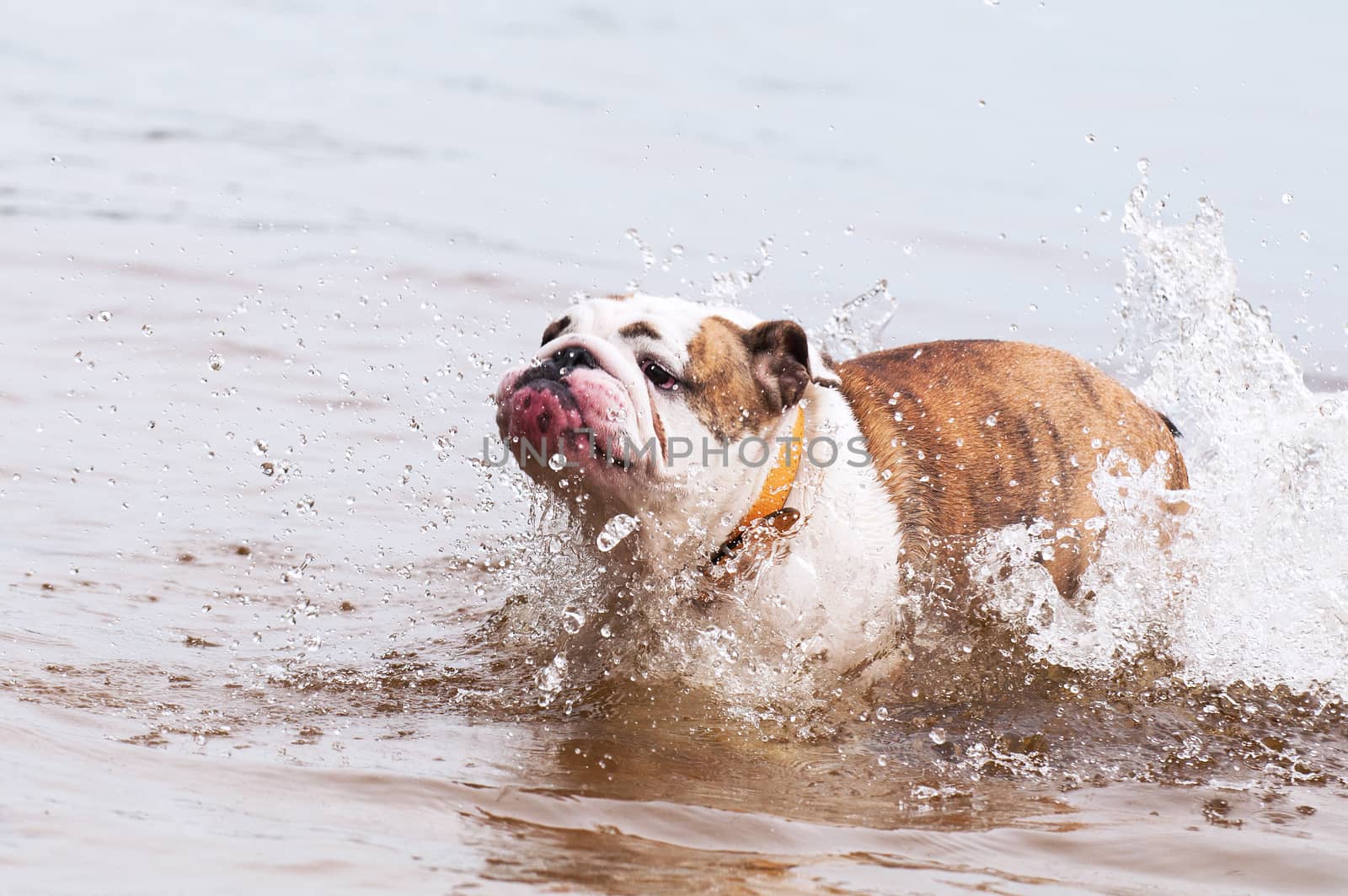 English Bulldog or British Bulldog is swimming on the lake in the water