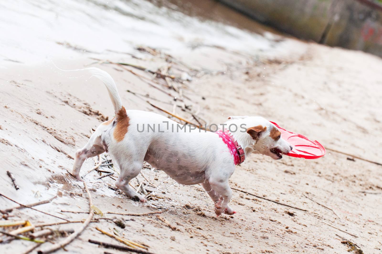 Jack Russell Terrier dog plays in frisbee