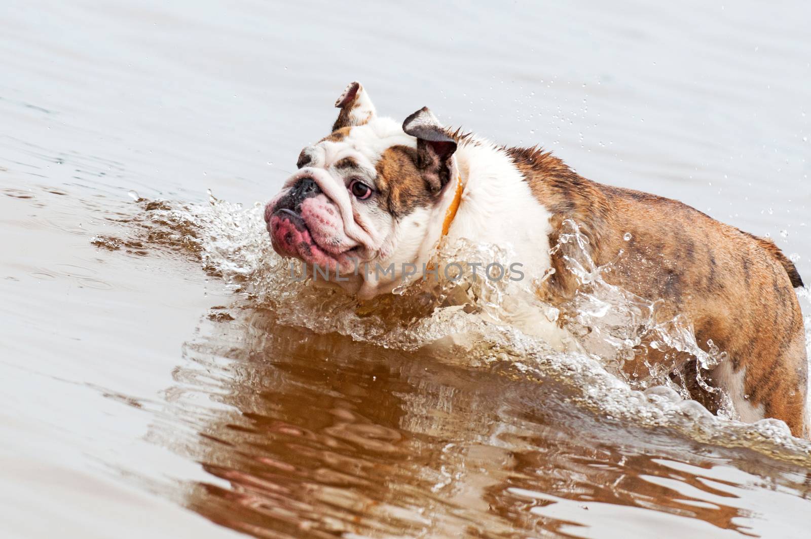 English Bulldog or British Bulldog is swimming on the lake in the water