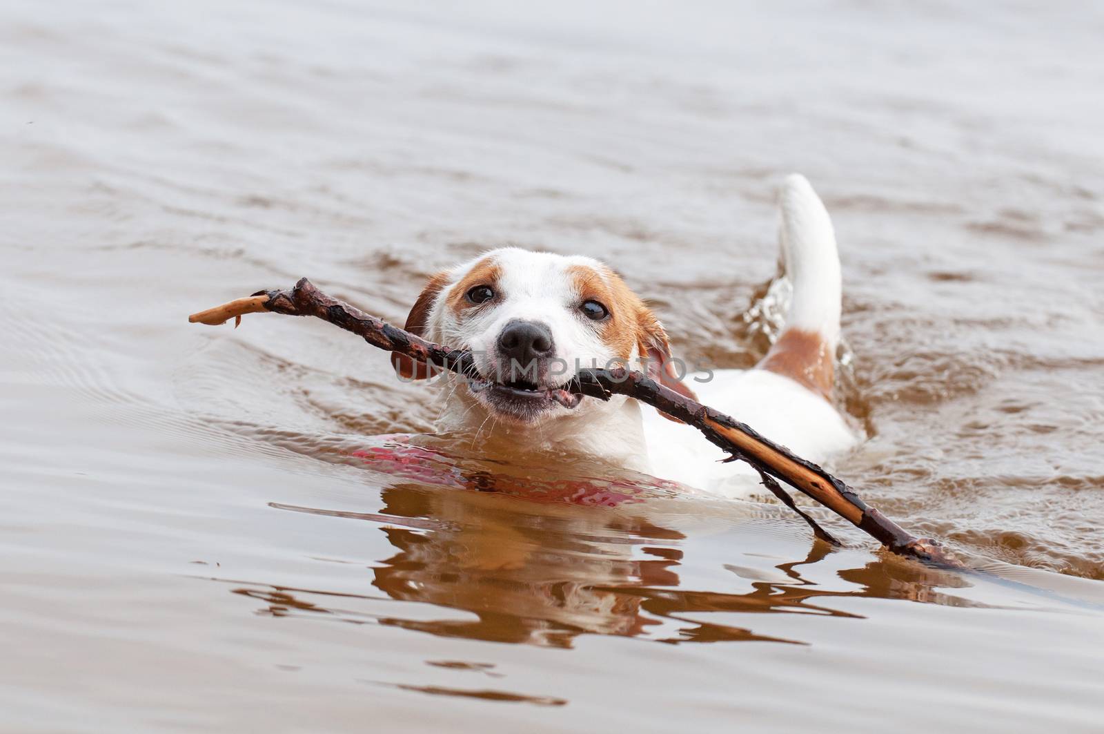 Jack Russell Terrier dog is swimming with a big stick in the mouth. Dog Jack Russell plays with big stick on the sandy beach against the blue river water.