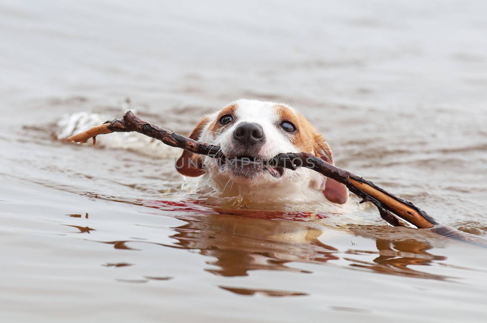 Jack Russell Terrier dog is swimming with a big stick in the mouth. Dog Jack Russell plays with big stick on the sandy beach against the blue river water.