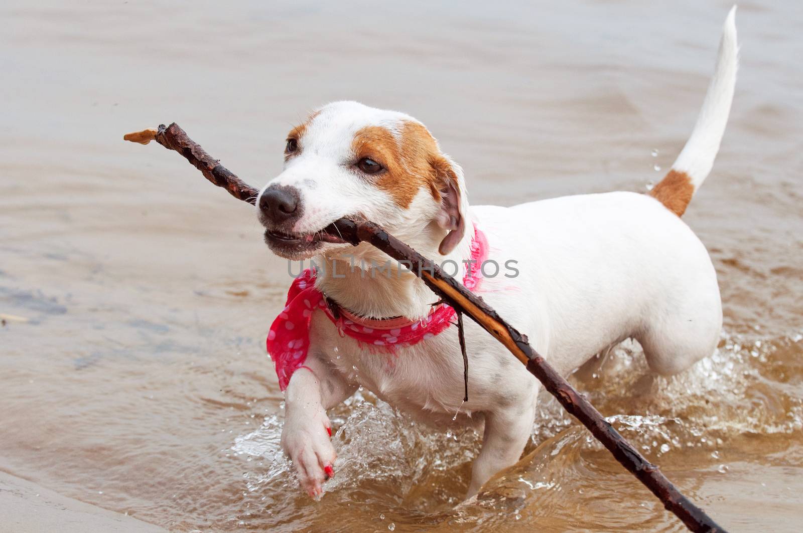 Jack Russell Terrier dog is swimming with a big stick in the mouth. Dog Jack Russell plays with big stick on the sandy beach against the blue river water.