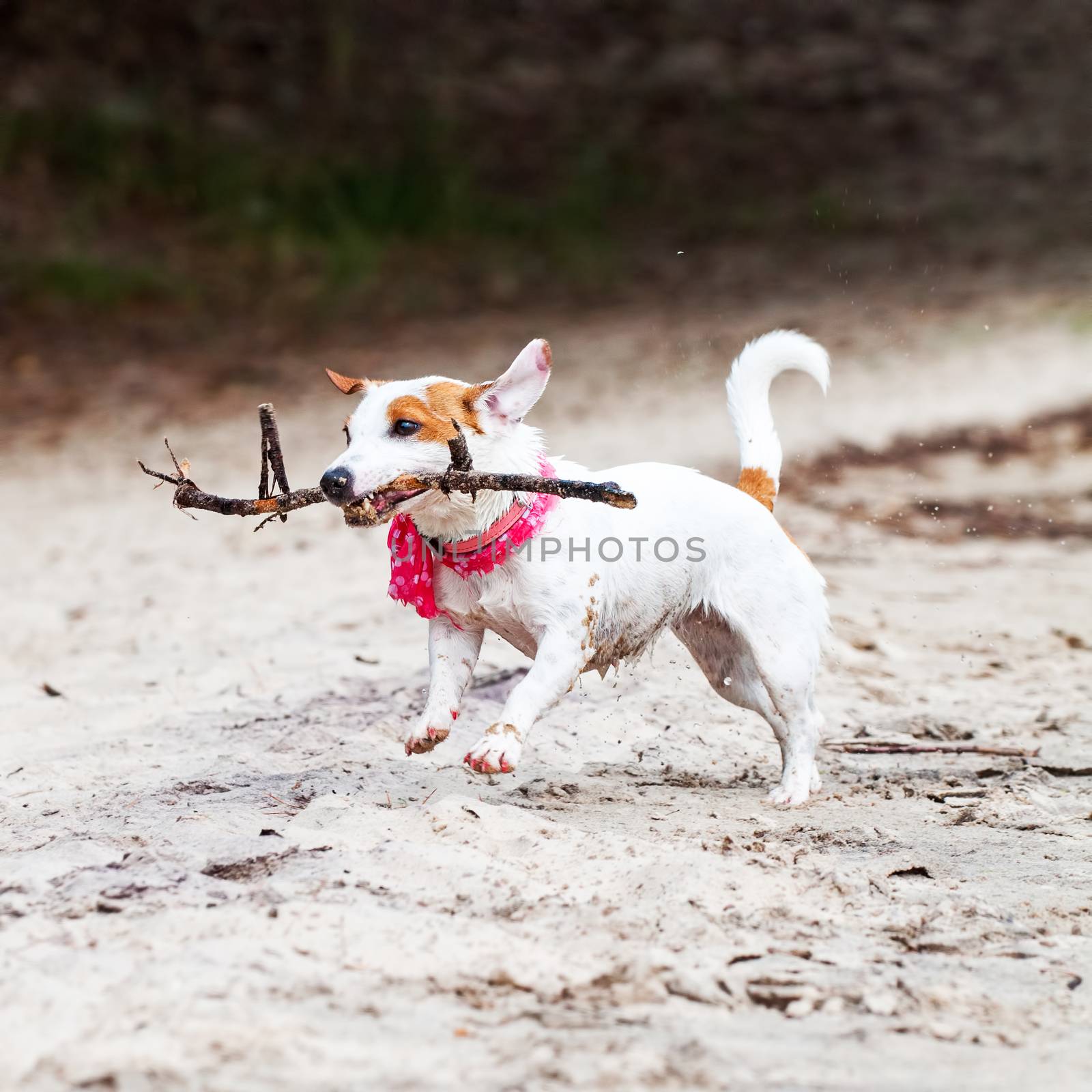 Jack Russell Terrier dog plays with big stick on the sandy beach against the river water.