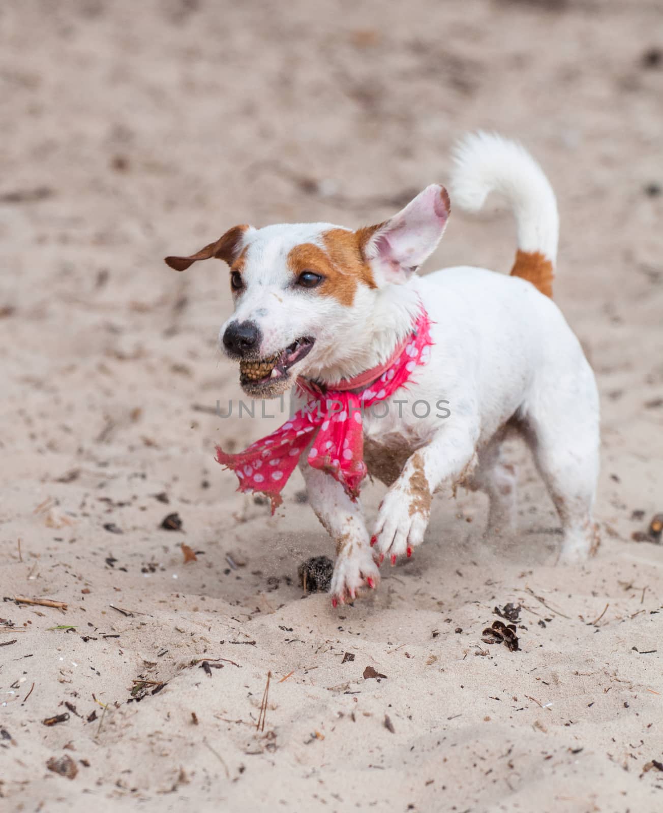 Jack Russell Terrier dog is playing with cone.