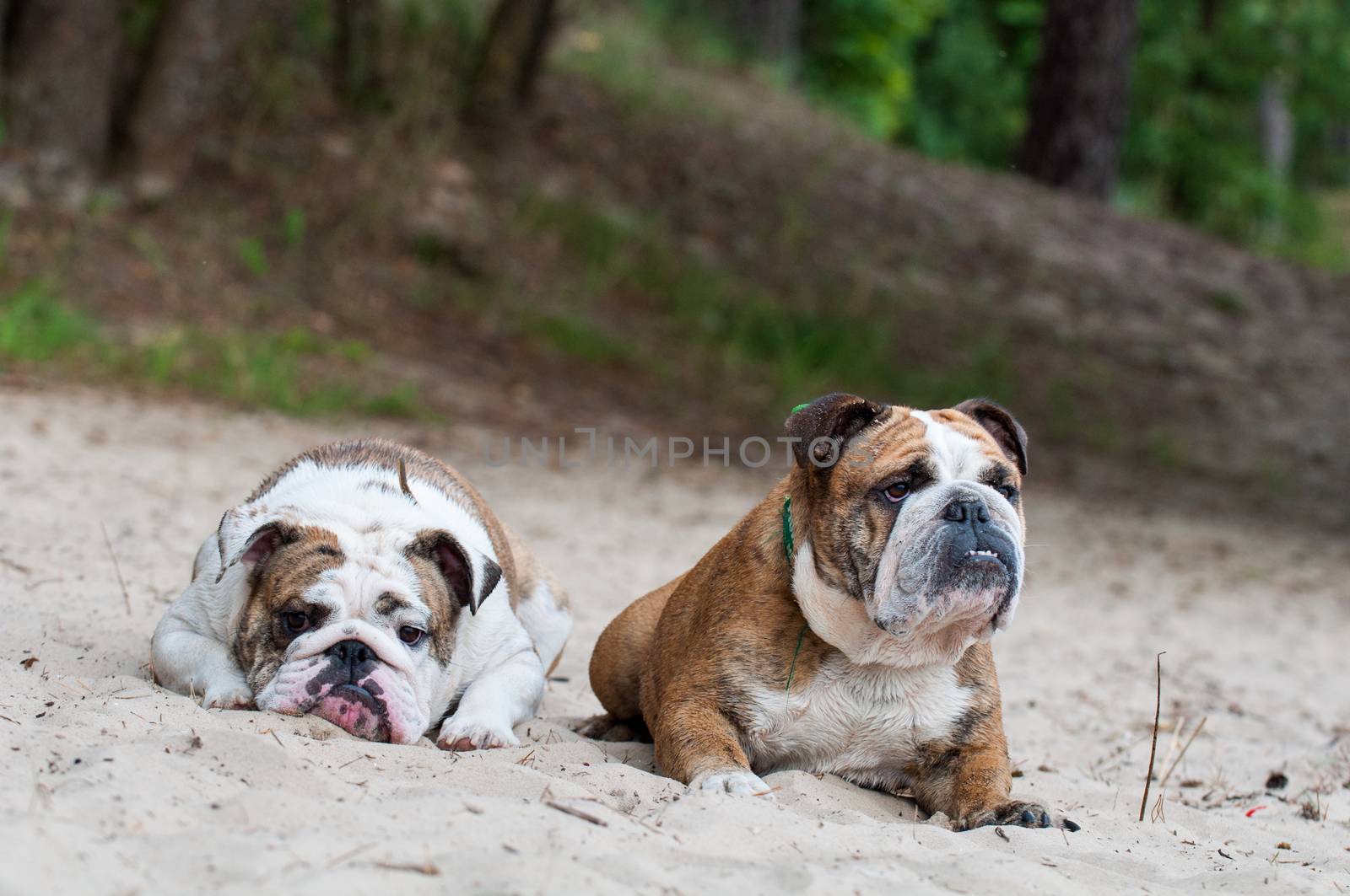 Two English Bulldog dogs sitting on the sand on the beach