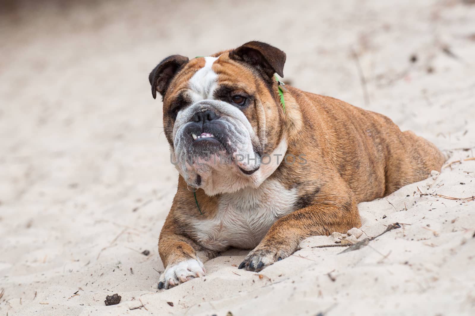 English Bulldog dog sitting on the sand on the beach