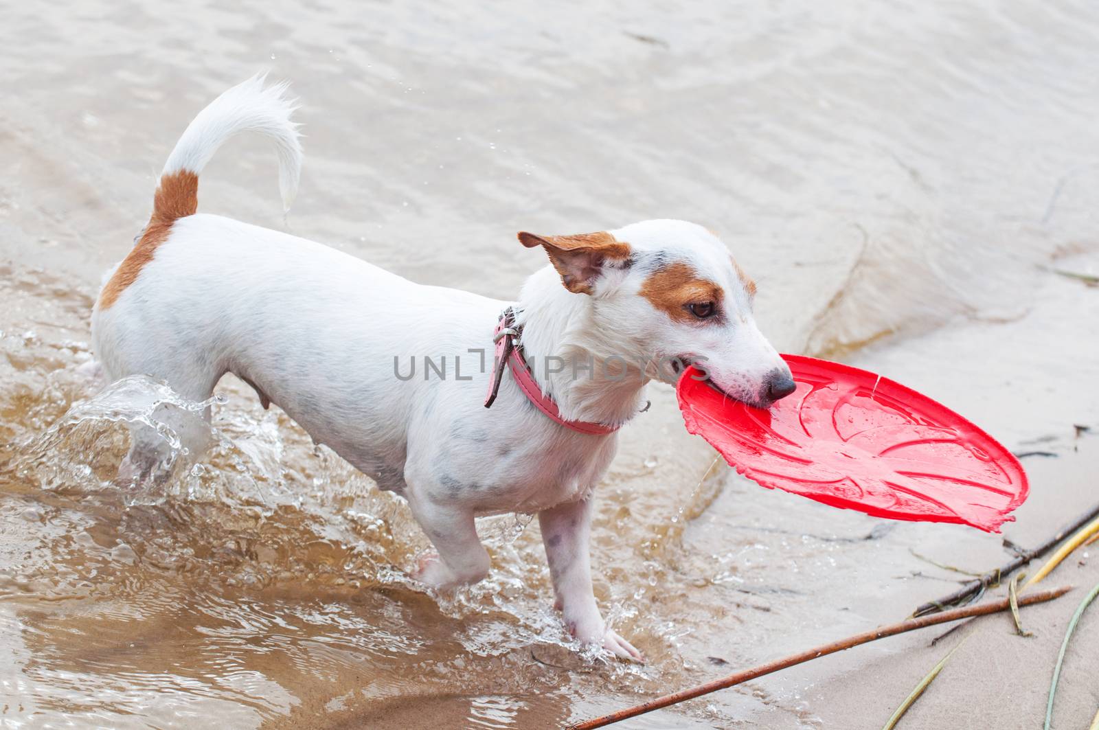 Jack Russell Terrier dog is playing in frisbee.