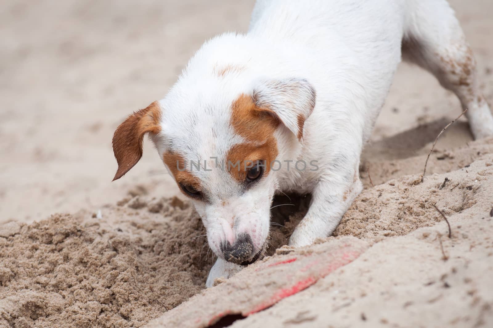 Funny Jack Russell Terrier dog digging a hole on the beach
