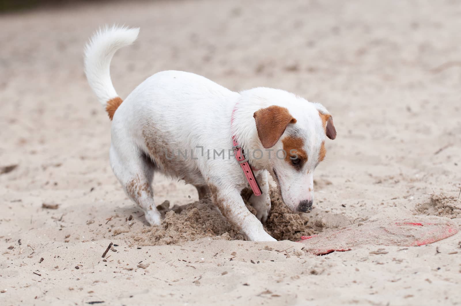 Funny Jack Russell Terrier dog digging a hole on the beach