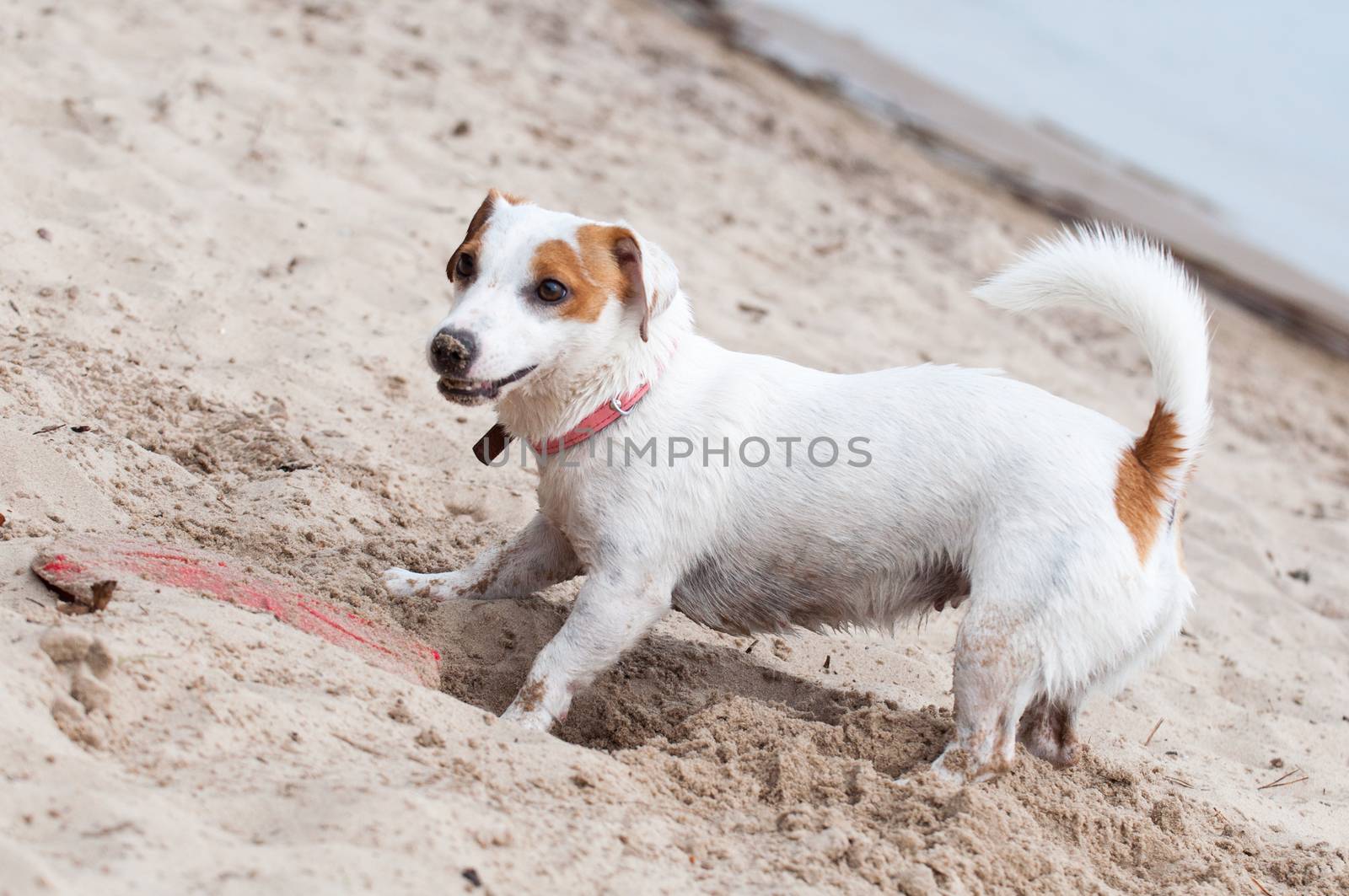 Funny Jack Russell Terrier dog digging a hole on the beach