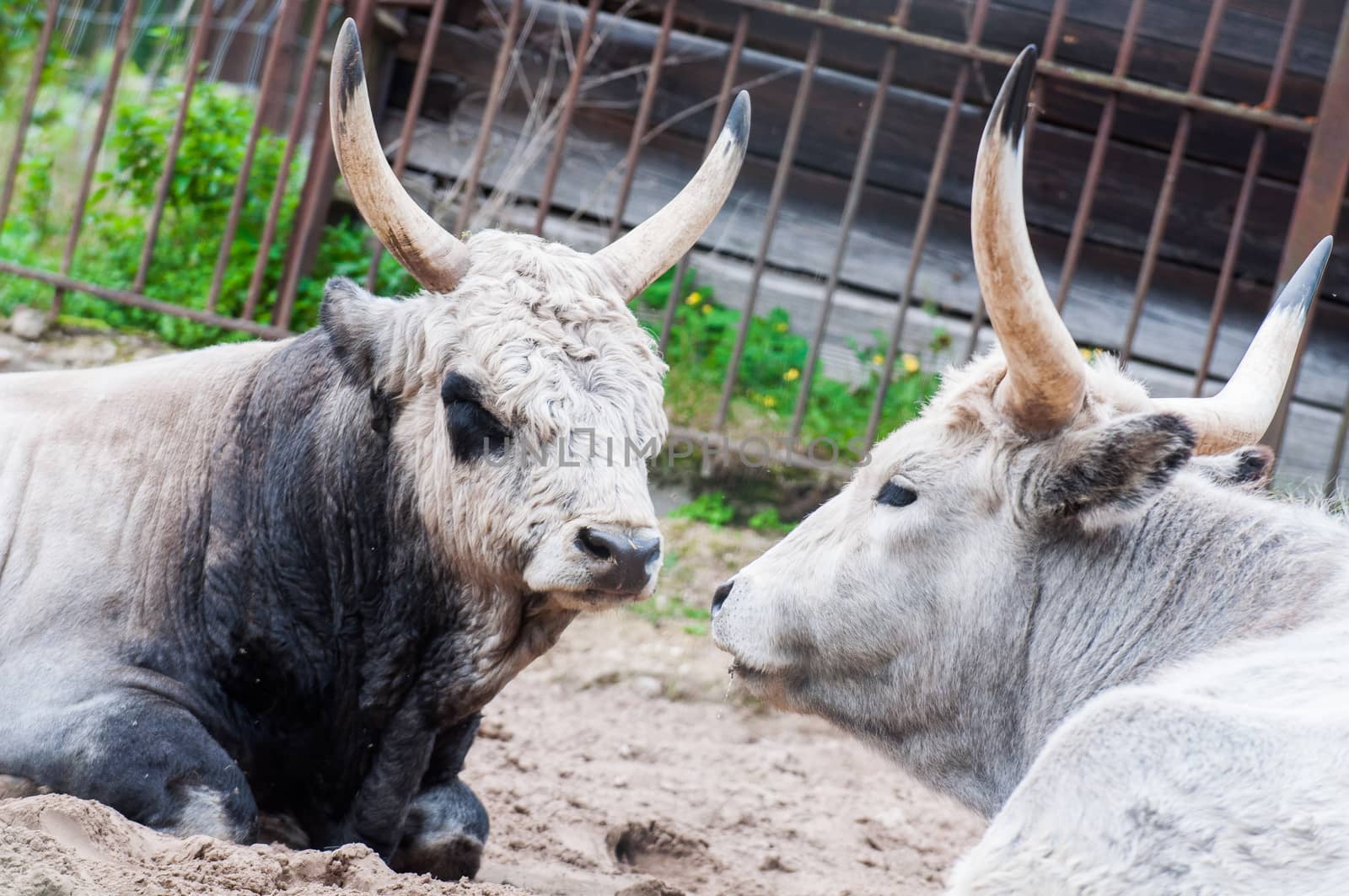 two Hungarian grey cattles cows lying on the ground in zoo