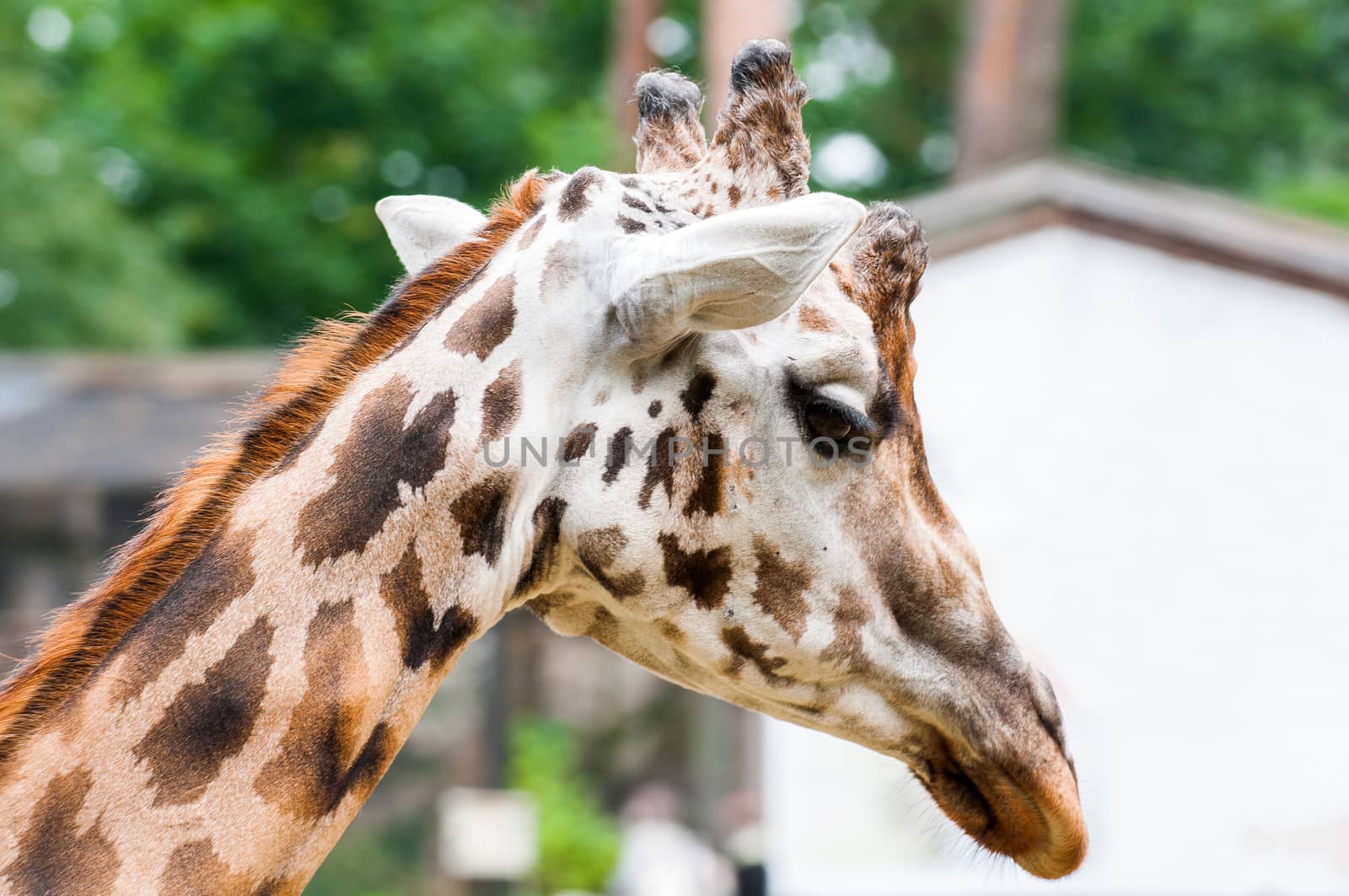 Giraffe close up portrait outside in zoo by infinityyy