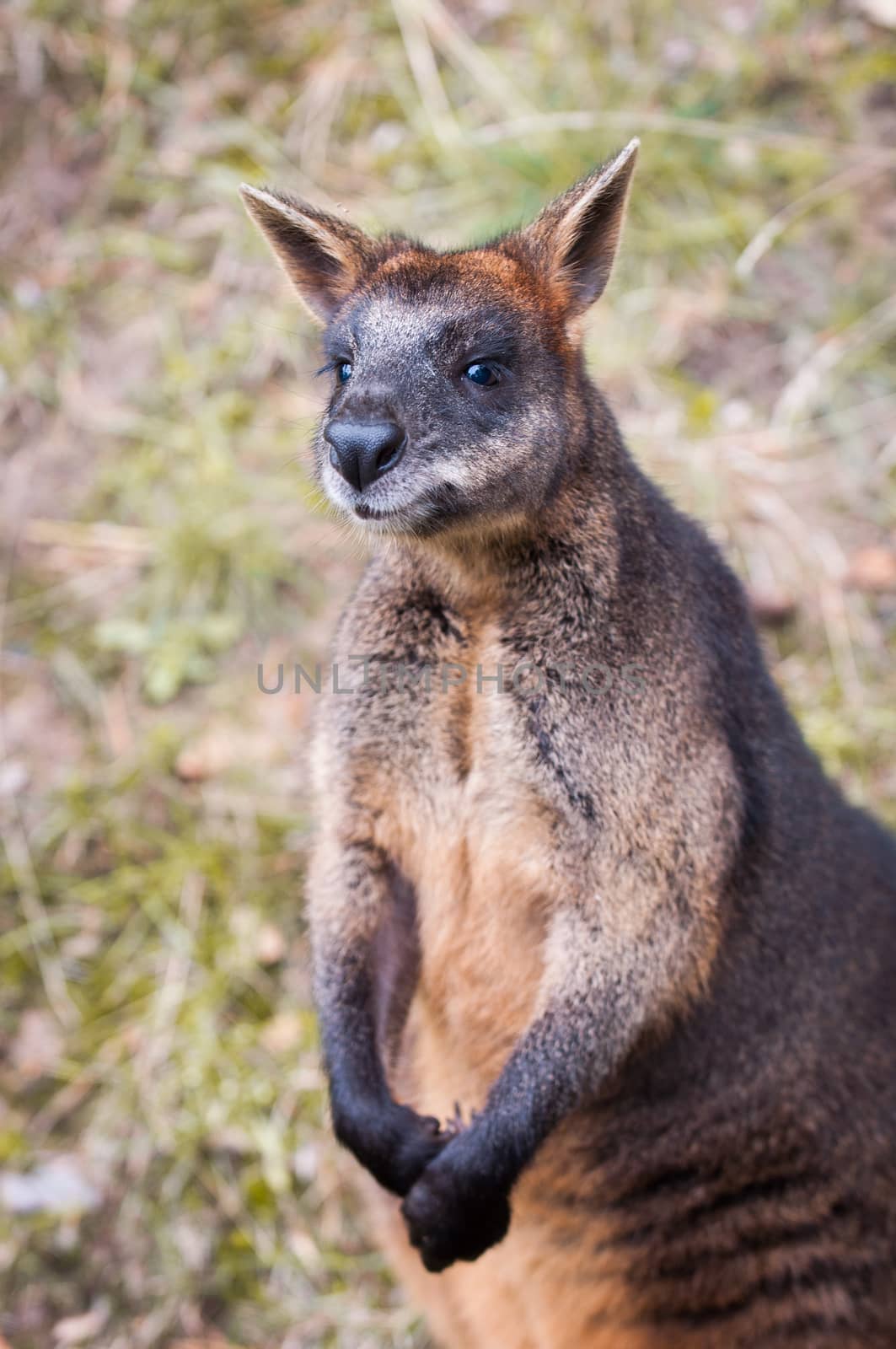 brown Kangaroo close up by infinityyy
