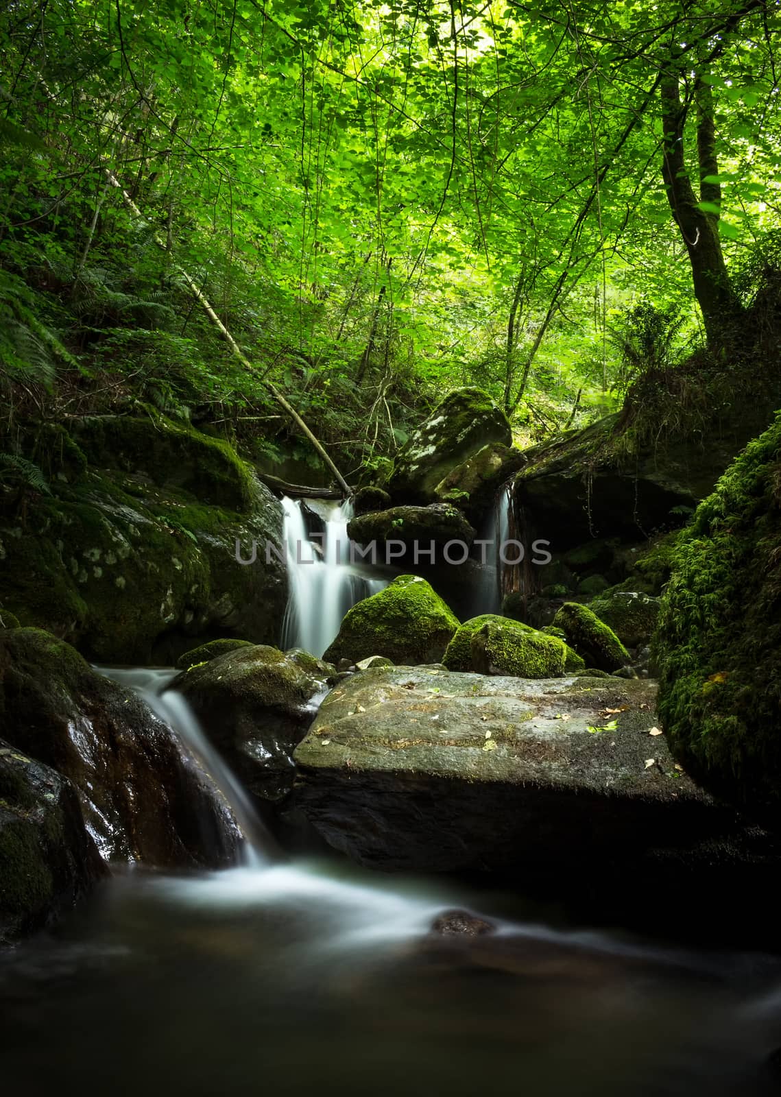 Stream in the forest by JRPazos
