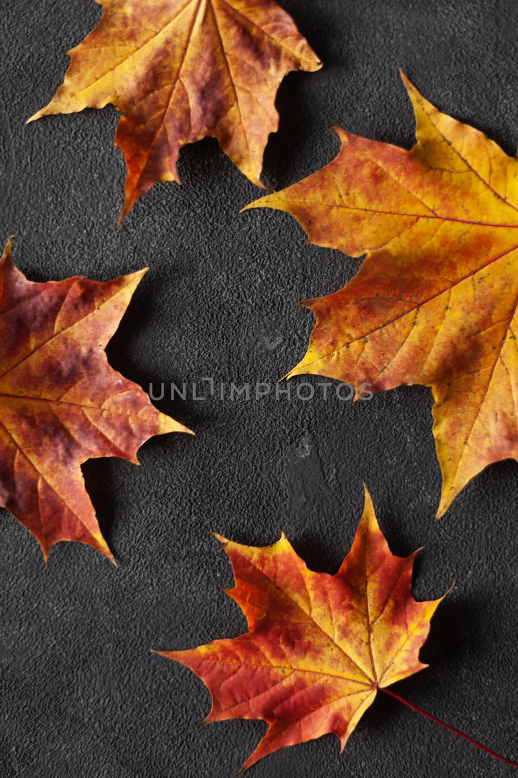 Pattern made of minimal composition of colorful marple fall leaves on gray concrete wall. closeup Autumn concept. Flat lay copy space for text.
